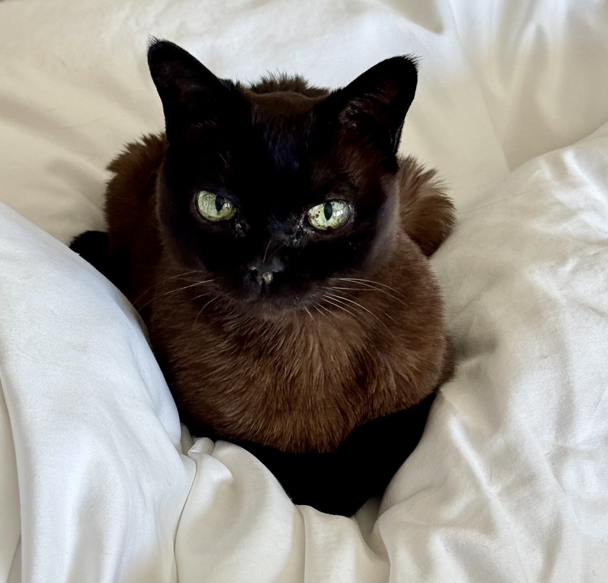 David Coverdale tweet media