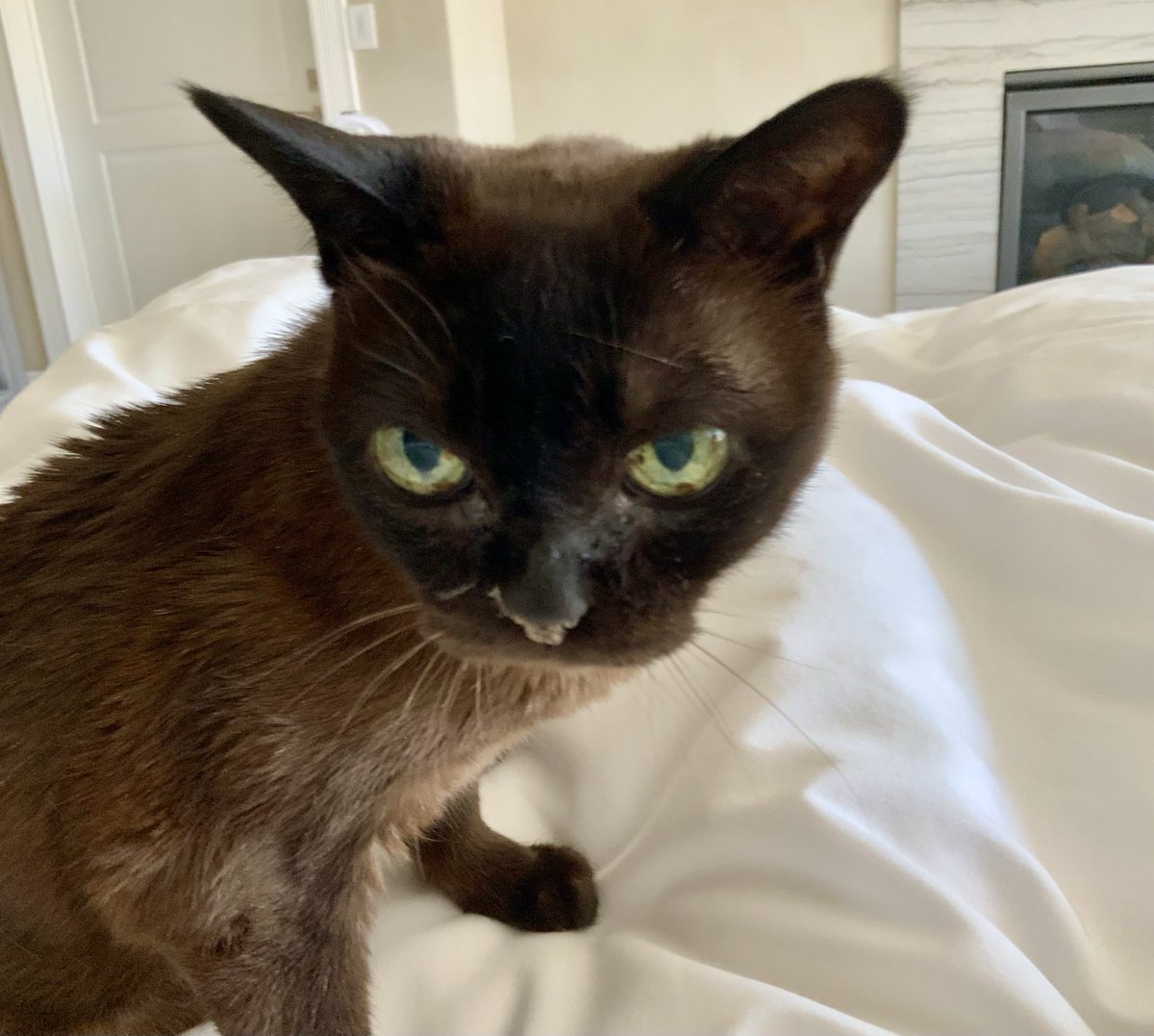 ‘This A Sad Day In The Coverdale House &amp; For The Coverdale Family…Our Precious Lola Has Passed After 17 Years Of Being The Bestest Family Member…We Know She Has A Lot Of Fans Out There…So, Raise Your Glasses, Brothers &amp; Sisters…&amp; Know YOU Are Truly Loved Beyond Measure ❤️‍🩹❤️‍🩹❤️‍🩹
