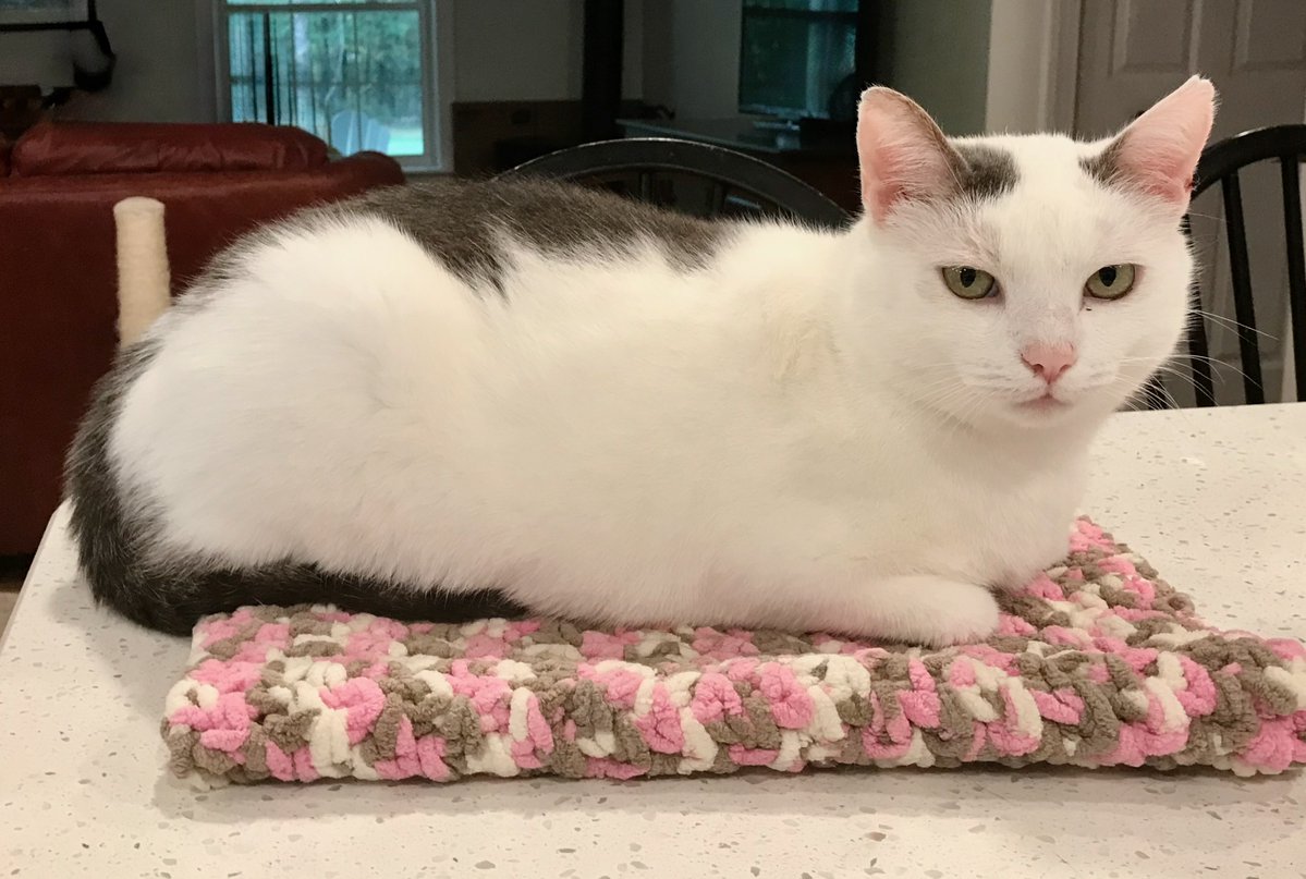 RappCatsAdopt's tweet image. 鉂わ笍AdoptionUpdate!鉂わ笍It's our special 10 yo boy Tig! He (like our current kitty Gunnar) was dx w/the FIP virus, historically 100% fatal. We gave him shots/meds for 3 months (a new antiviral) & he responded GREAT! He was adopted 5mo ago, seems cured, & is living his best life! 馃樆