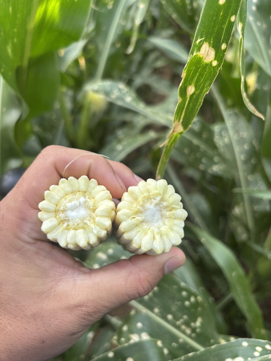 Winners and losers are showing up in full effect as corn is tasseling on the research farm this year! Some monsters are lurking on 20” rows with 18x55 ears at 32k pop! #RedDirtPrecisionAg
#PlantPioneer #PrecisionPlanting