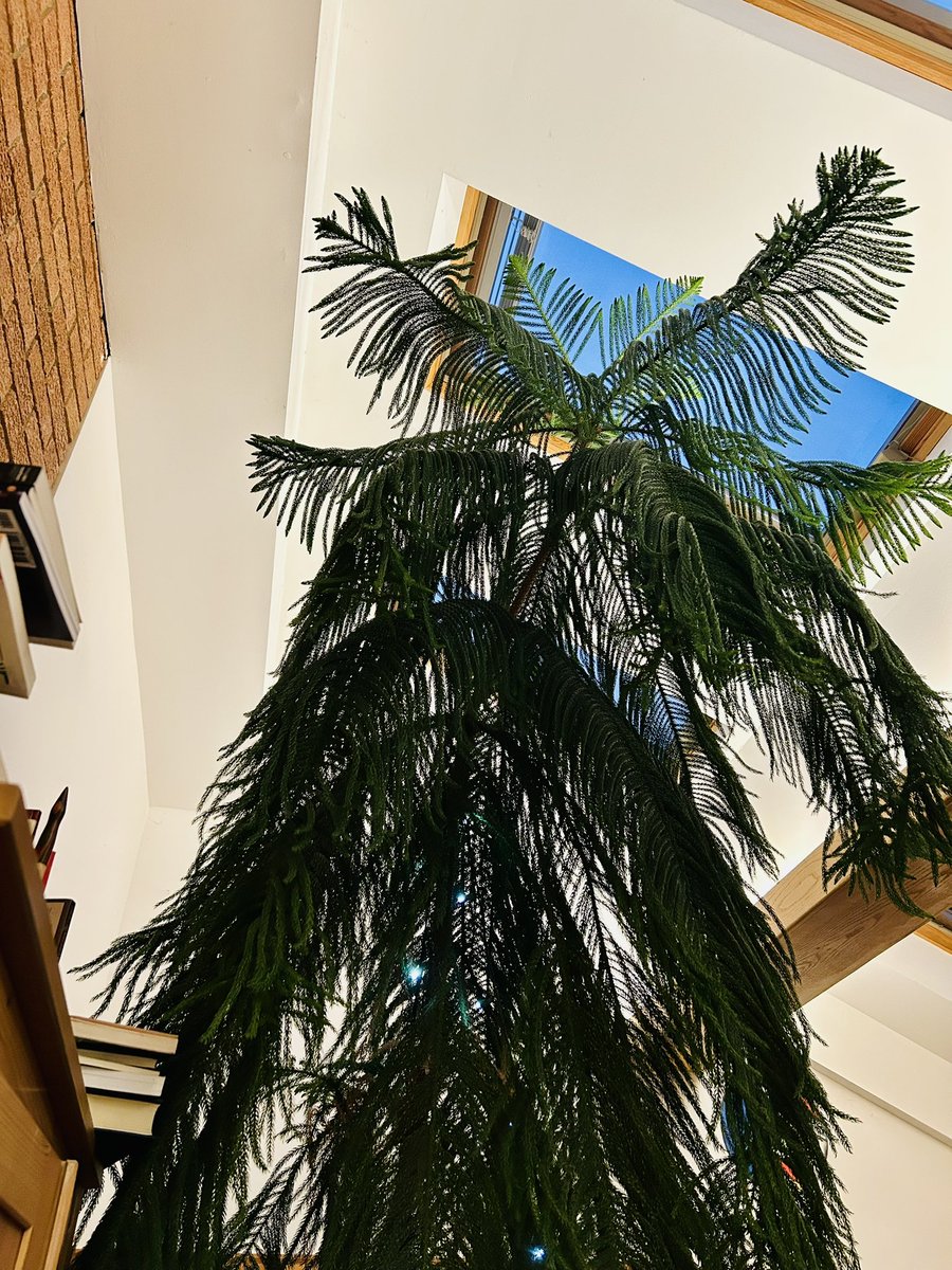HSRdirector's tweet image. would rather cuts holes in our ceiling and let the elements rage into the house than cut the tops of my plants so stay tuned
