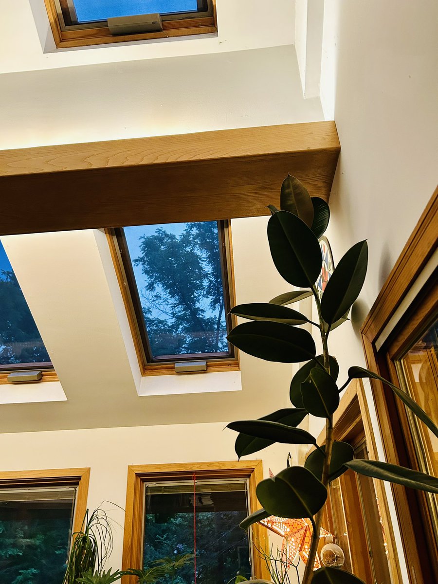 HSRdirector's tweet image. would rather cuts holes in our ceiling and let the elements rage into the house than cut the tops of my plants so stay tuned