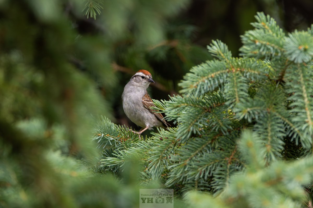 Yanyun Huang tweet media