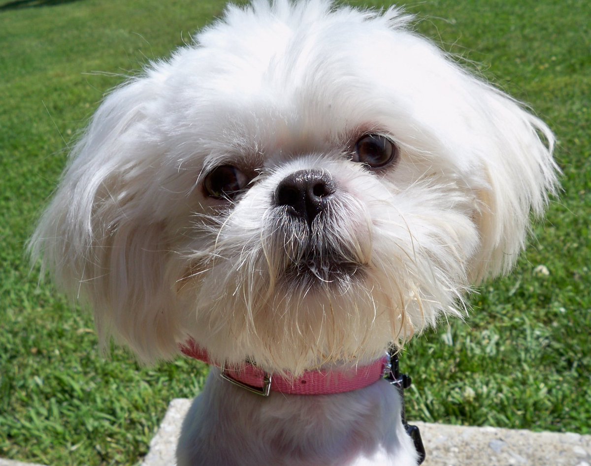 My little girl, my angel,my princess just crossed the rainbow bridge.  My heart is broken. She was the best dog!