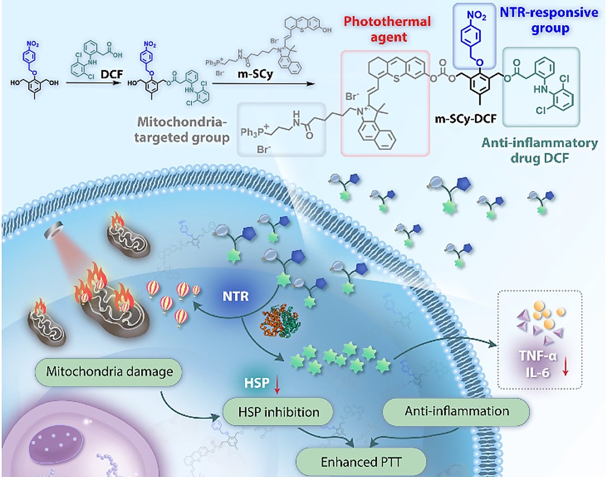 A hypoxia-activated photothermal agent suppressing thermotolerance and secondary inflammation for enhanced tumor ablation

doi.org/10.1016/j.ccle…