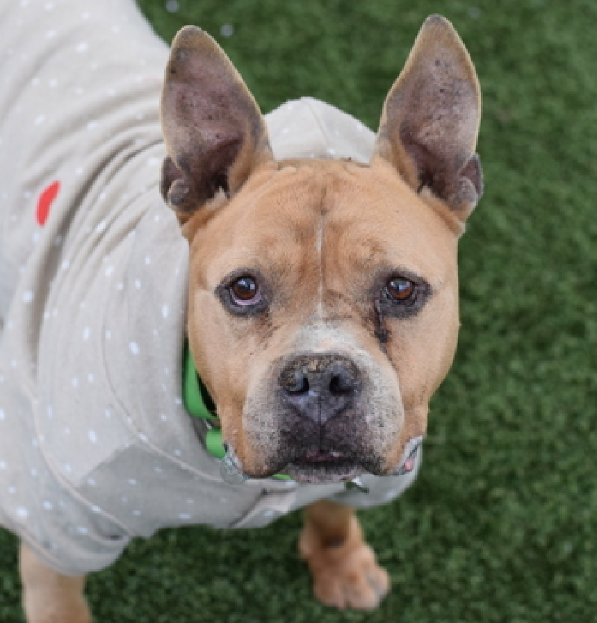 NMBewitched's tweet photo. Let's talk #Doppelgangers
Meet Doug &amp; well Doug 
#NYCACC 

Could be an AI #AgingFilter but 2 different dogs

(L) Young Doug 
https://t.co/pxxXhQihUS 

(R) #Senior Doug 
https://t.co/d2sDGHe8kf

Both boys are very sweet &amp; social 
Waiting for you 
#AdoptMe https://t.co/Qq7qP1MNYm