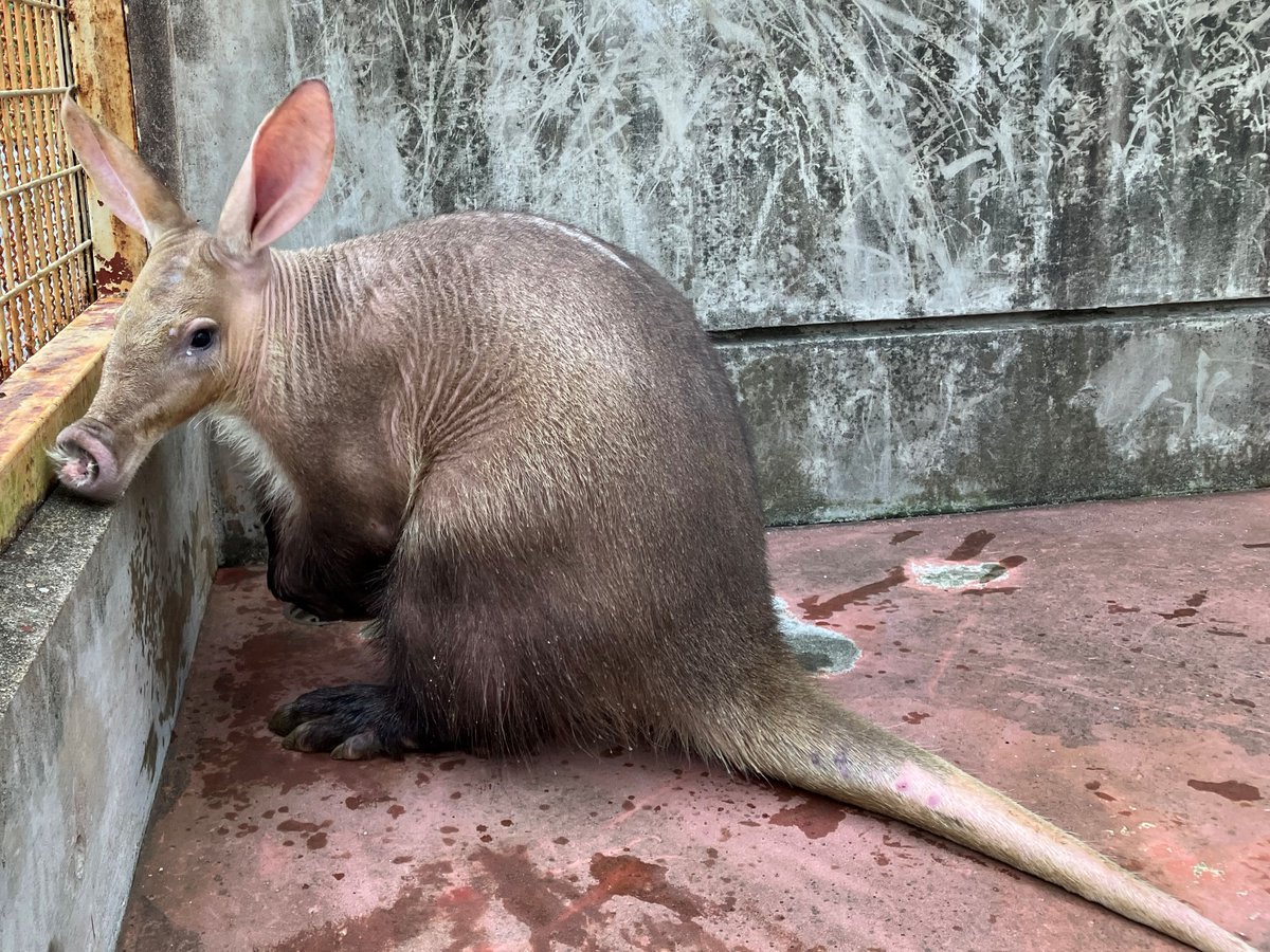 豊橋総合動植物公園 に #ツチブタ のオスが仲間入り！ アフリカエリア夜行性動物館で7月23日（水）お披露目♪ 名前も募集します(^^)/  詳細は下記リンク先をチェック https://t.co/XX27IKxlzz 夏休みの予定は #のんほいパーク で決まり！ #豊橋 #動物園 #動物  #ブタじゃ ..., image size:1200x900