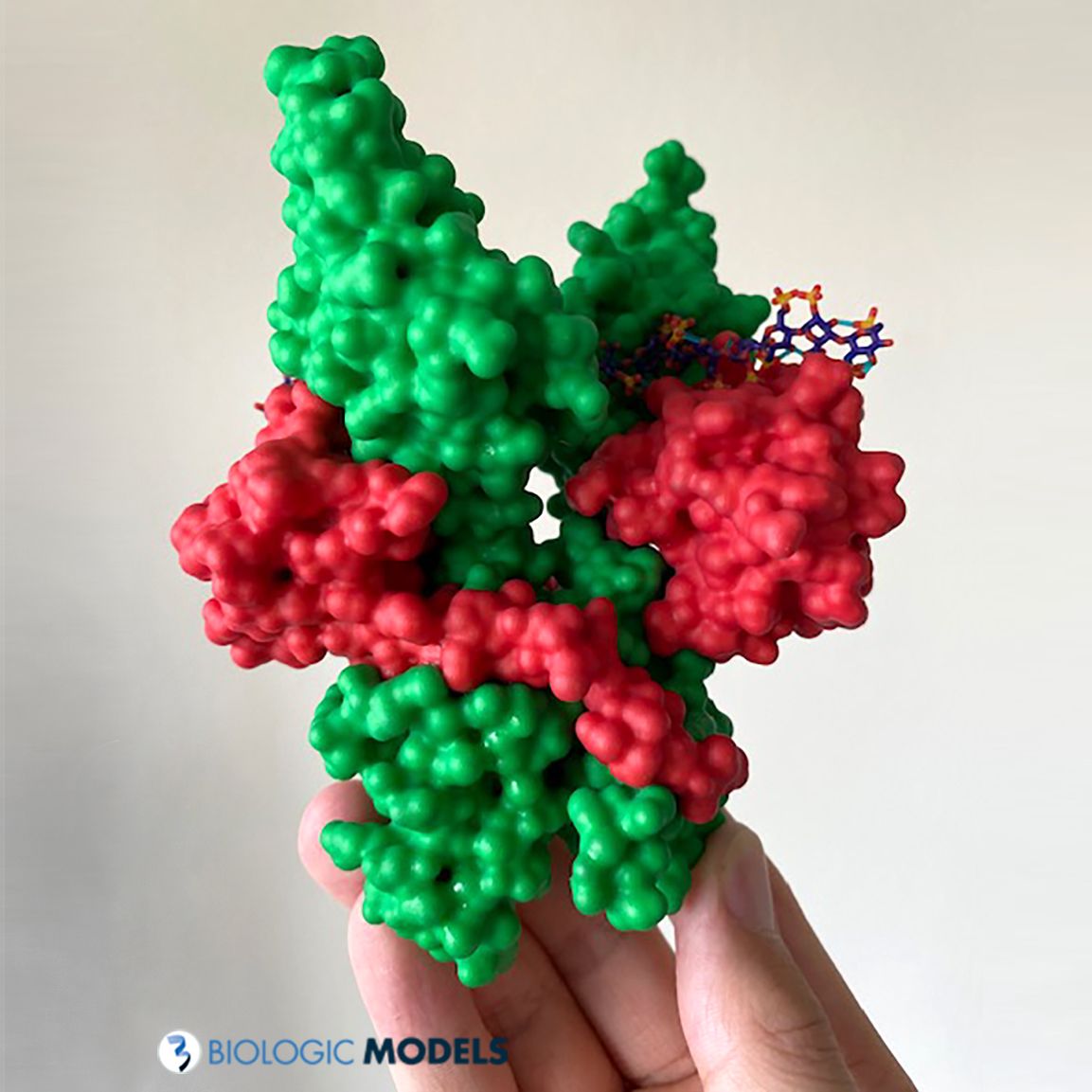 BiologicModels's tweet image. 3D Printed models of proteins created from x-ray crystallography data sets. Hand-held scientific models of proteins bridge the scientific gap between the digital and physical world. #3DPrint your own protein model at buff.ly/x0fc4dE