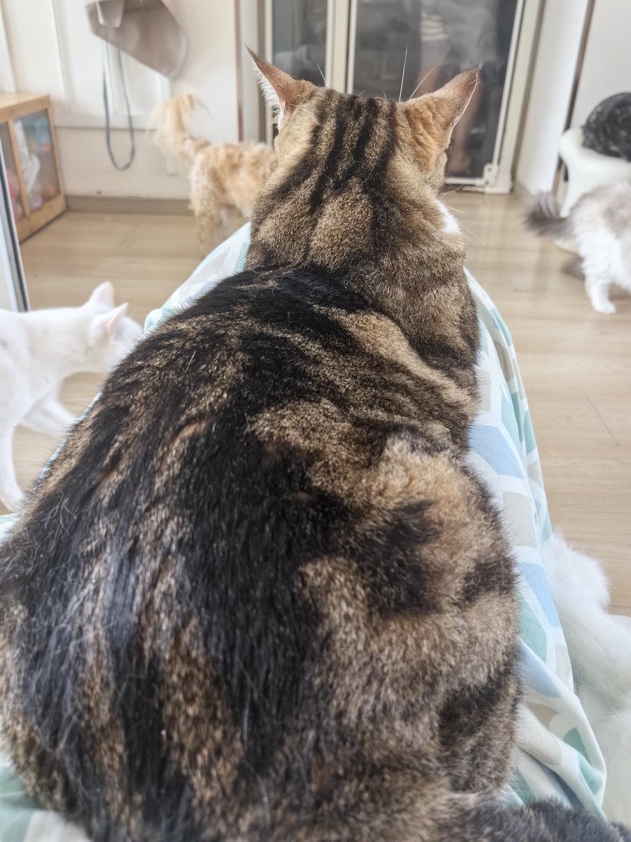KemoiiDelta's tweet image. 昨天去了猫咖，请大家看看猫
等我找回灵感就继续炒饭，发现实际上没有想象中的那么忙，于是就这样继续摸鱼（…）
需要工作！忙碌起来！