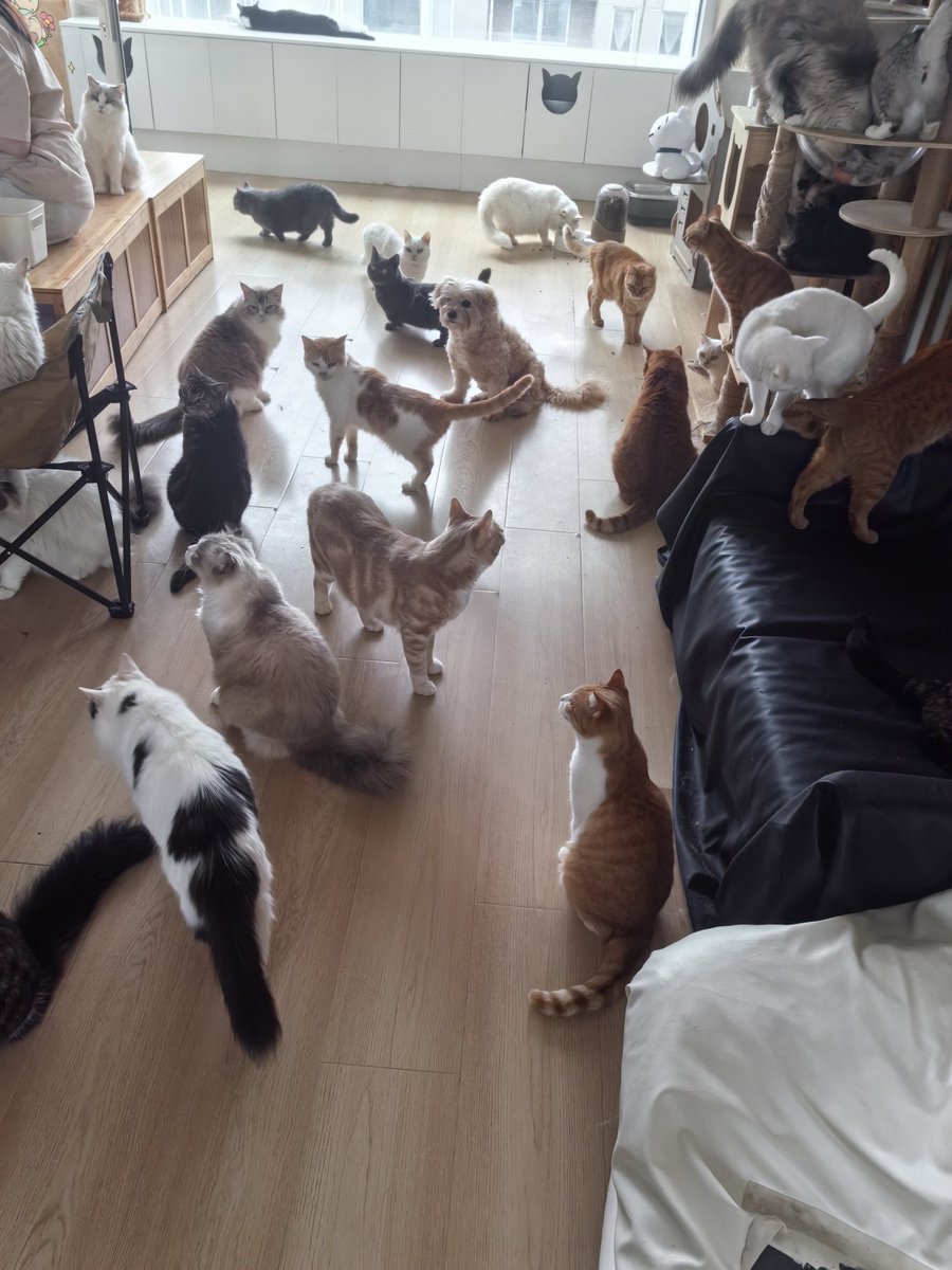 KemoiiDelta's tweet image. 昨天去了猫咖，请大家看看猫
等我找回灵感就继续炒饭，发现实际上没有想象中的那么忙，于是就这样继续摸鱼（…）
需要工作！忙碌起来！