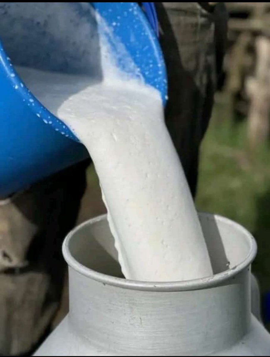 lyn55323's tweet image. Nothing beats this milk without sugar and sweet potatoes 🍠 😂