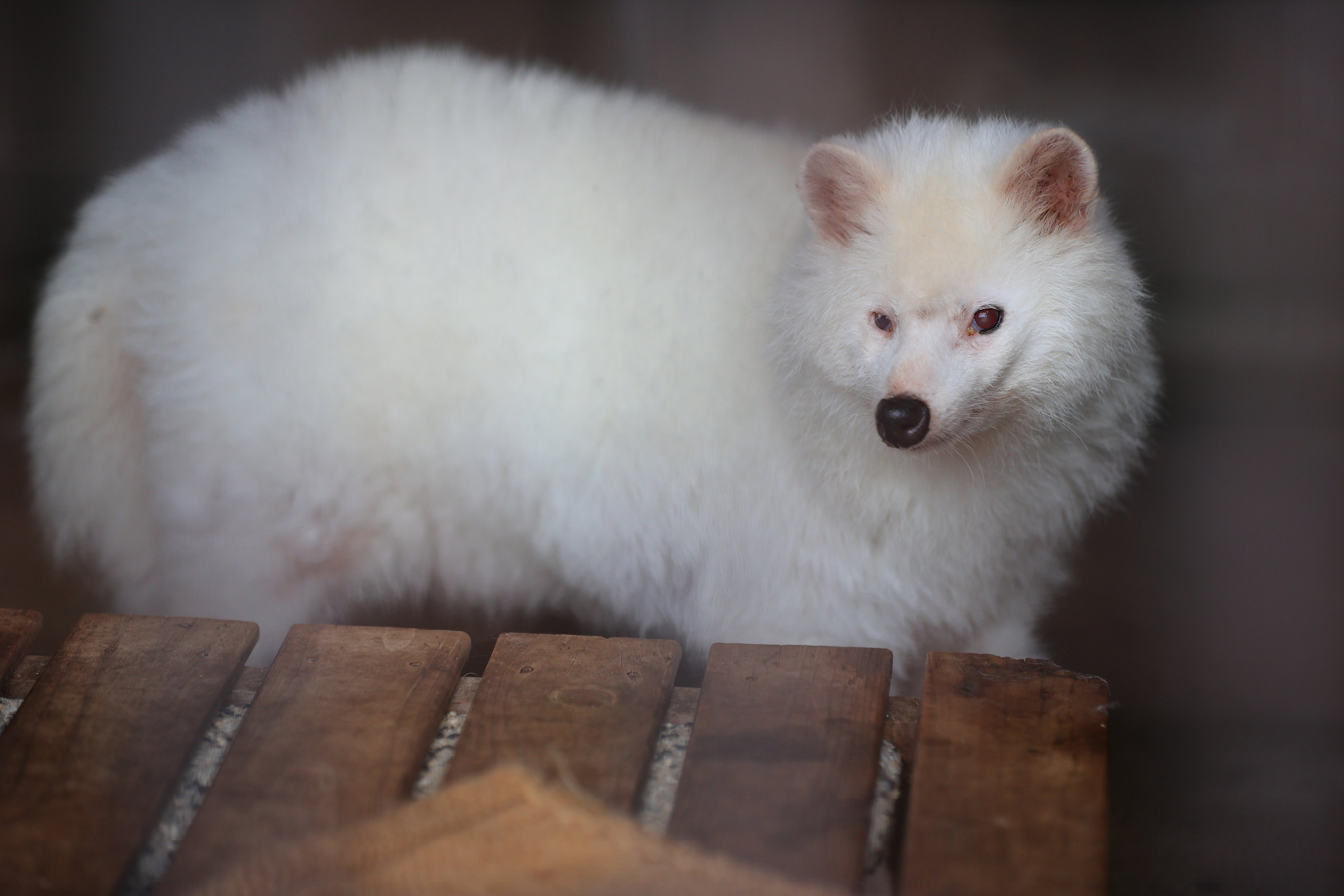 ⭐️ まめねこ ⭐️ まめねこ3D - Search / X