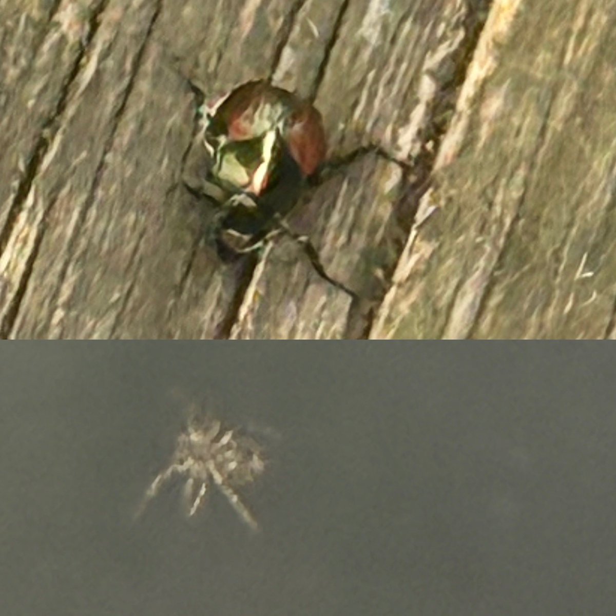 KathyRoman's tweet image. So many Japanese beetles this year. 😡 Found one in my hair today.
And the spiders here! 😩 One on my pillow this week. Didn’t vacuum a few days & they made homes in corners. Let’s not even talk of outside.
City girl is not having a good day!!! 😭