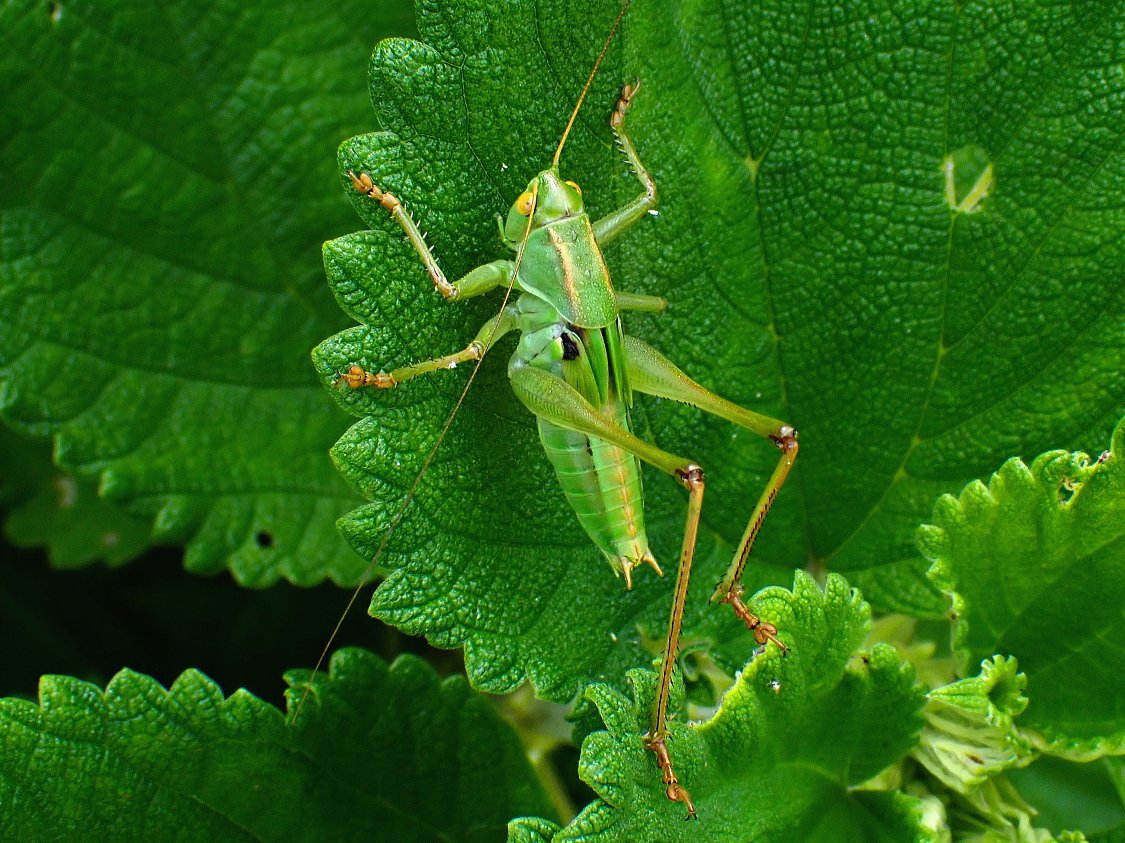 yohbo's tweet image. ニシキリギリス終齢幼虫
Gampsocleis buergeni (de Haan, 1843)
1.Ⅶ.2025　対馬市厳原町　#対馬の昆虫
