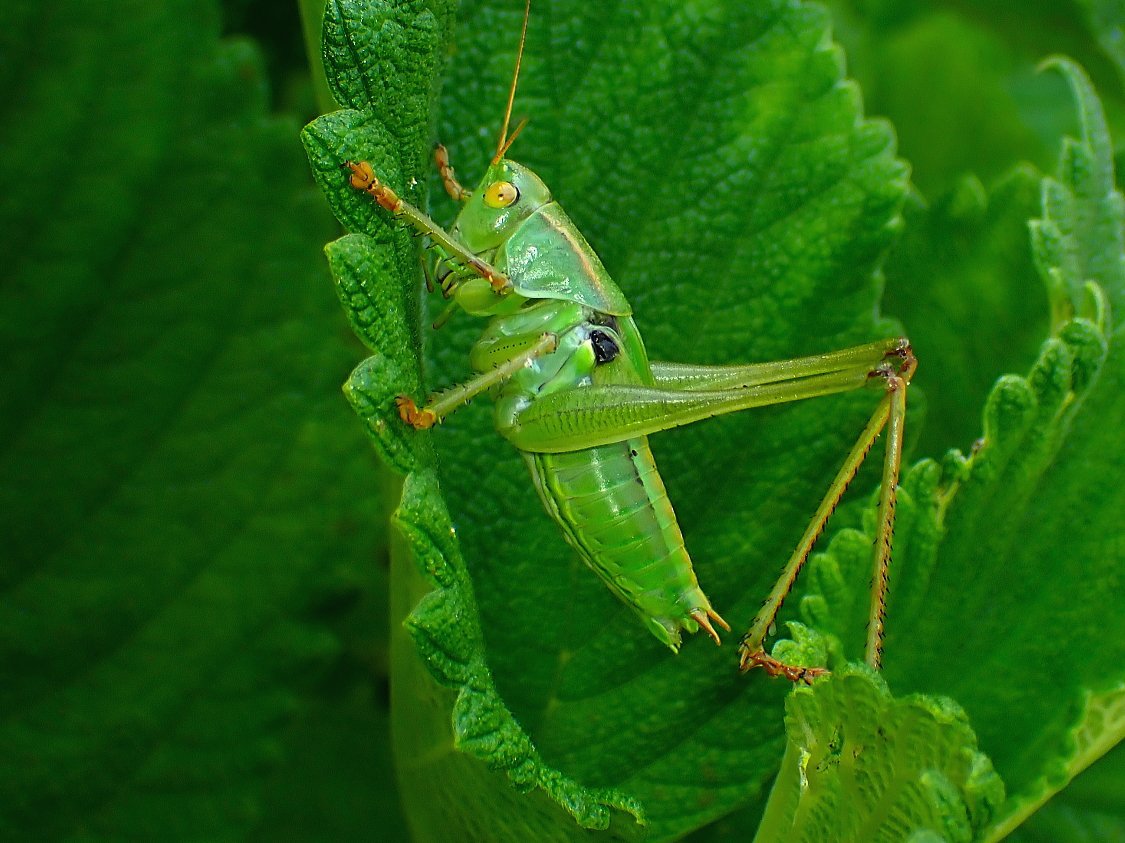 yohbo's tweet image. ニシキリギリス終齢幼虫
Gampsocleis buergeni (de Haan, 1843)
1.Ⅶ.2025　対馬市厳原町　#対馬の昆虫