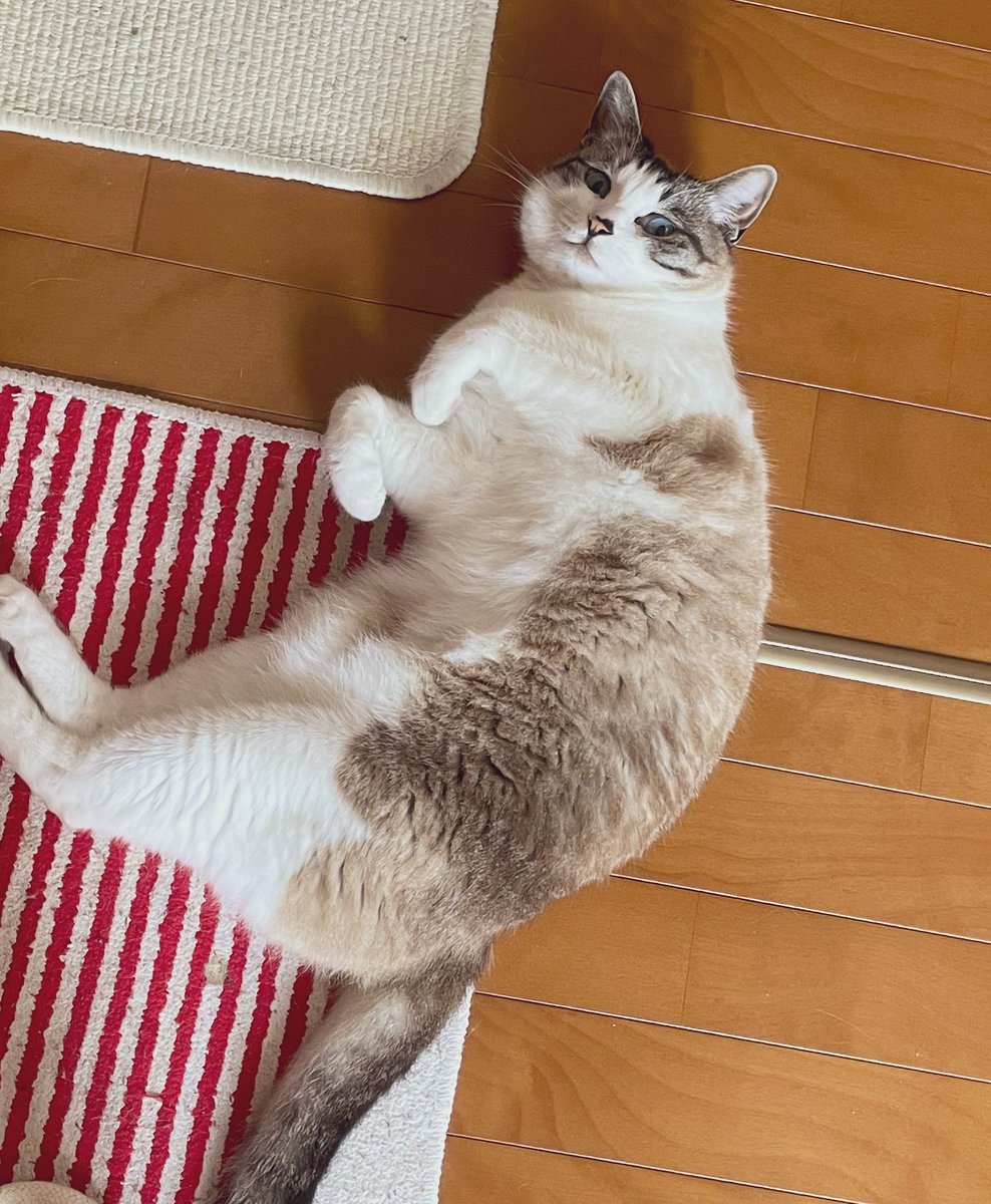 月猫様 狐室 杏@有償依頼募集中🖋⛩育児中 on X: 