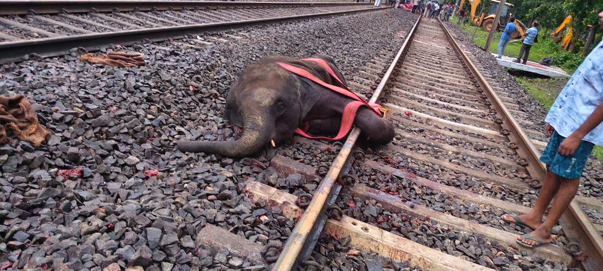 MilindPariwakam's tweet image. 3 elephants killed in rail accident...apparently driven by hulla parties..
@RoadkillsIndia @ntca_india
@RailMinIndia @byadavbjp