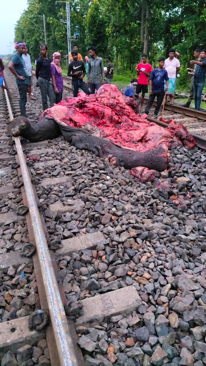 MilindPariwakam's tweet image. 3 elephants killed in rail accident...apparently driven by hulla parties..
@RoadkillsIndia @ntca_india
@RailMinIndia @byadavbjp