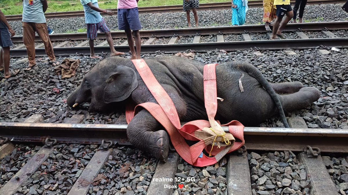 MilindPariwakam's tweet image. 3 elephants killed in rail accident...apparently driven by hulla parties..
@RoadkillsIndia @ntca_india
@RailMinIndia @byadavbjp