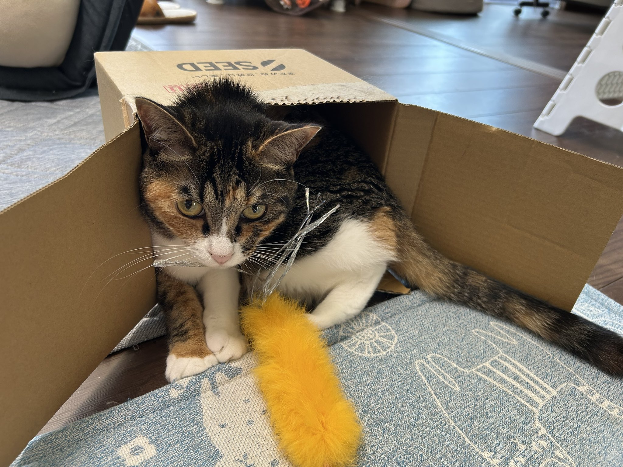 猫ちゃん トレンドマスター＞なでなでねこちゃん DX2(アメショーちゃん