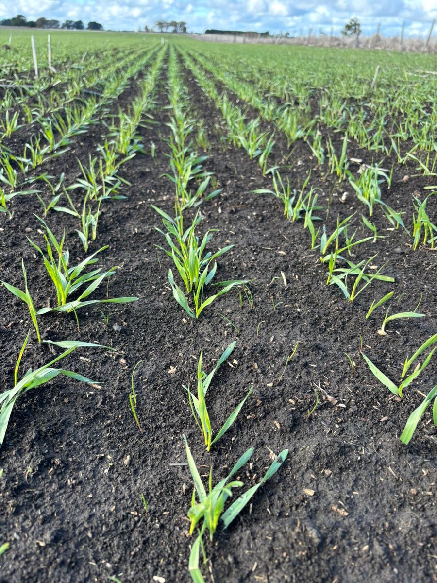 Neo Barley looking strong at Hamilton, VIC 🌾

Captured just before receiving a Mateno® Complete spray for effective in-crop annual ryegrass control.