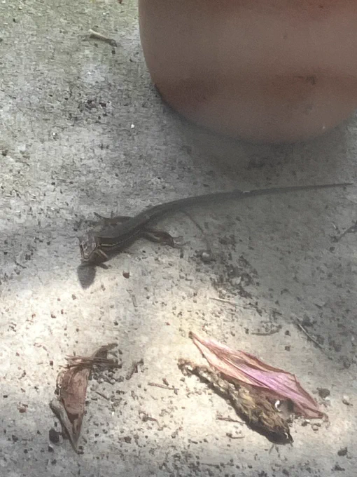 最近軒下に巣くってるカナヘビ?に夢中のこうちゃん