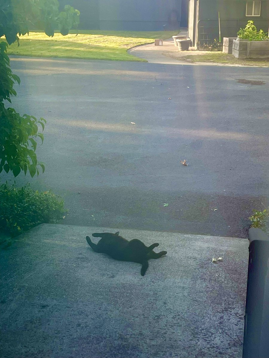 It’s 94 degrees outside and Jedi is not bothered…..🥵