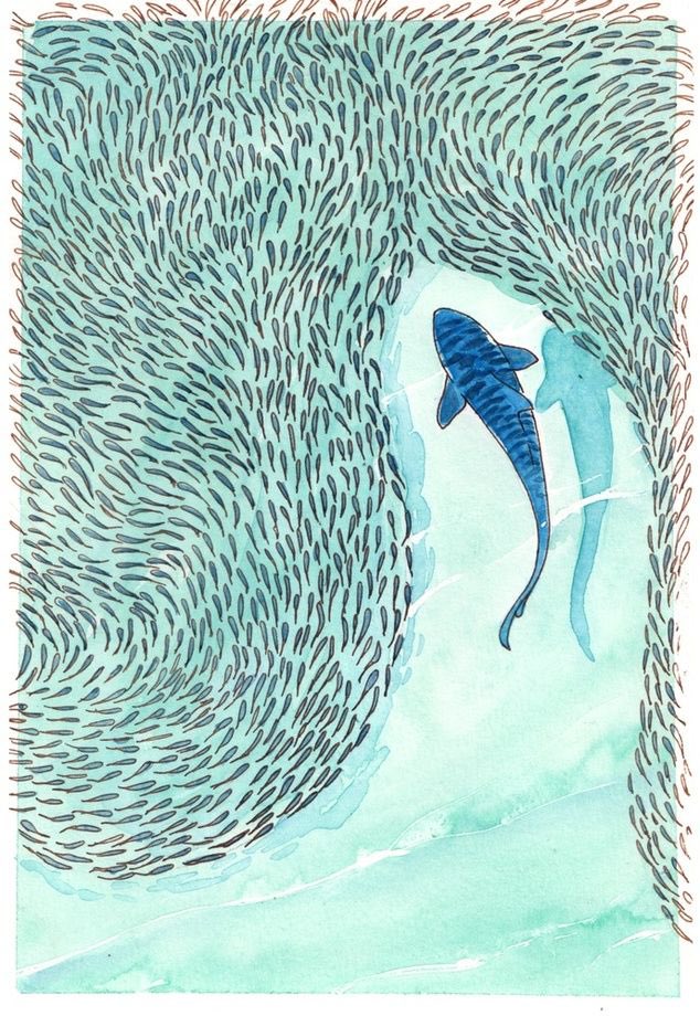 _kness's tweet image. Tiger Shark