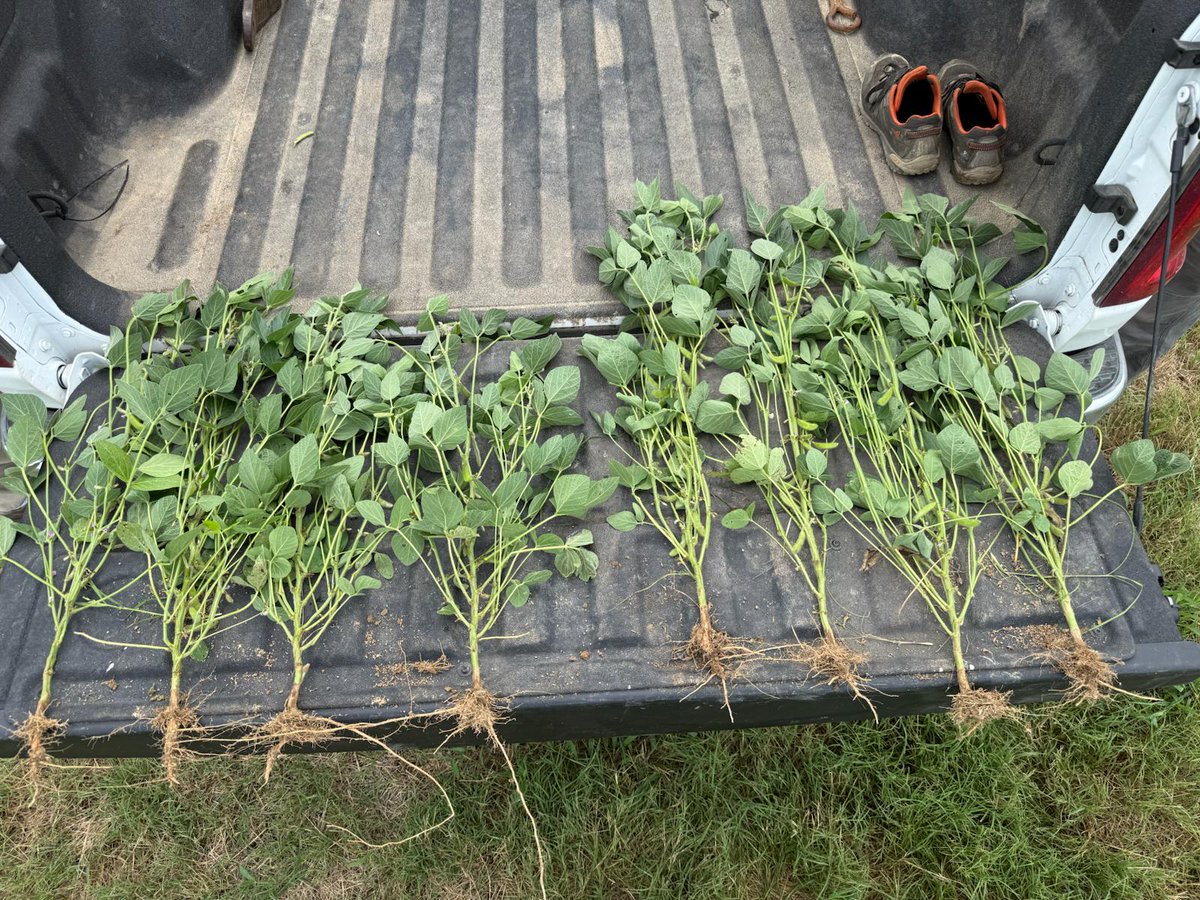 bw_fusion's tweet image. Same field. Same variety. Same fertility plan. One difference—Relax RX.
⁣
The beans on the right received 16 oz of Relax RX with the first post herbicide pass. The beans on the left didn’t. 
⁣
That difference you see? It’s proof that every input matters, especially with such a…