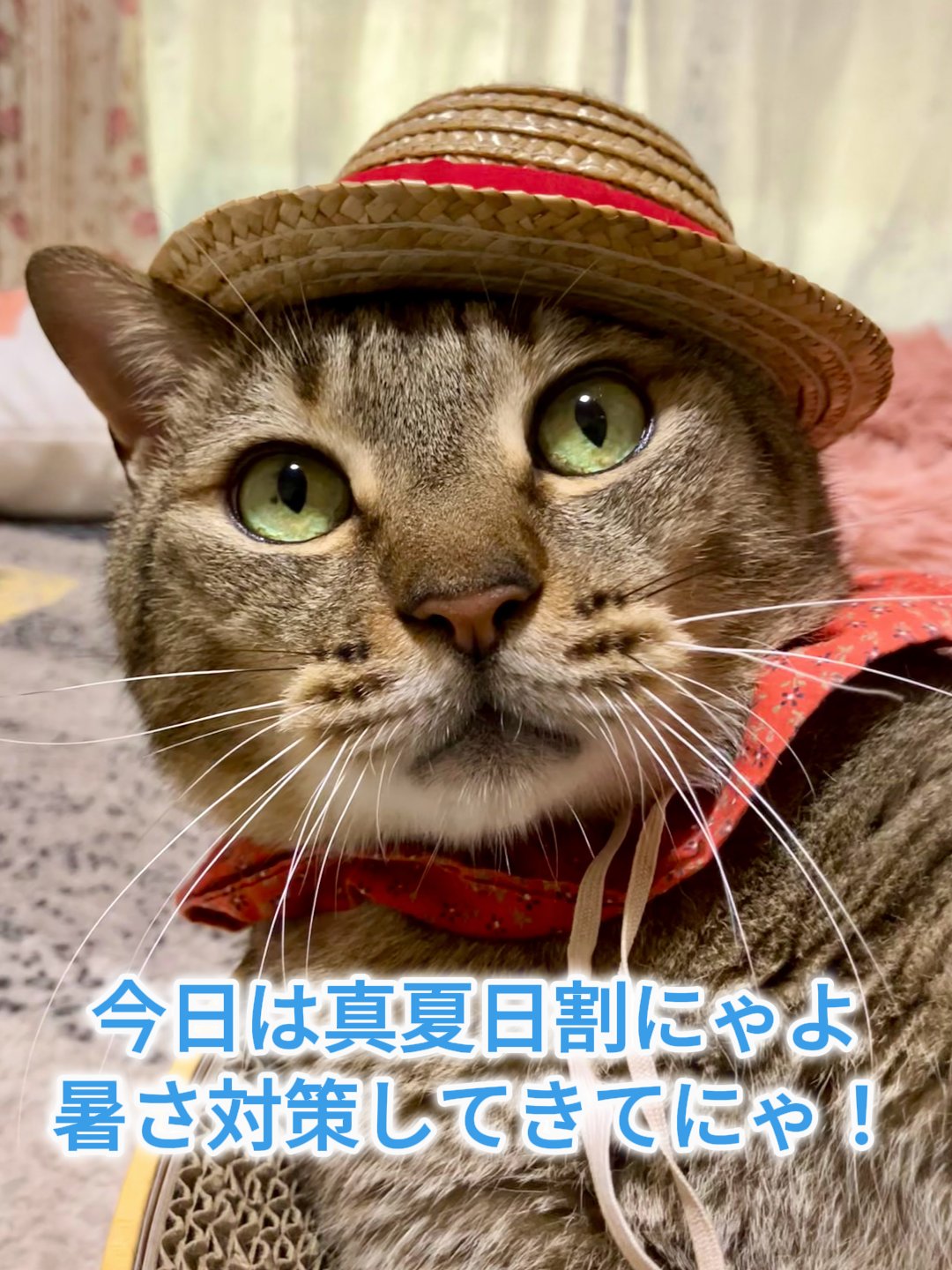 猫 41PF9b9XbsL._UF894,1000_QL80_.jpg