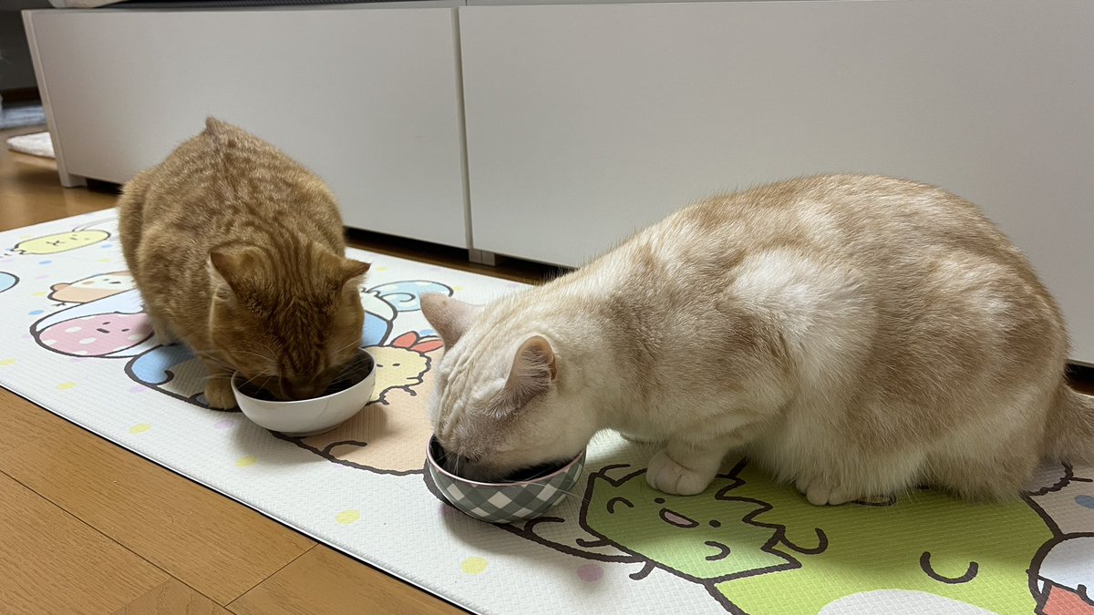 psyuk_nb's tweet image. ぽちゃお二人さんシルエット可愛い🥺
勾玉みたいになっとる🙄w