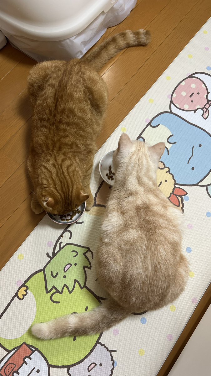 psyuk_nb's tweet image. ぽちゃお二人さんシルエット可愛い🥺
勾玉みたいになっとる🙄w