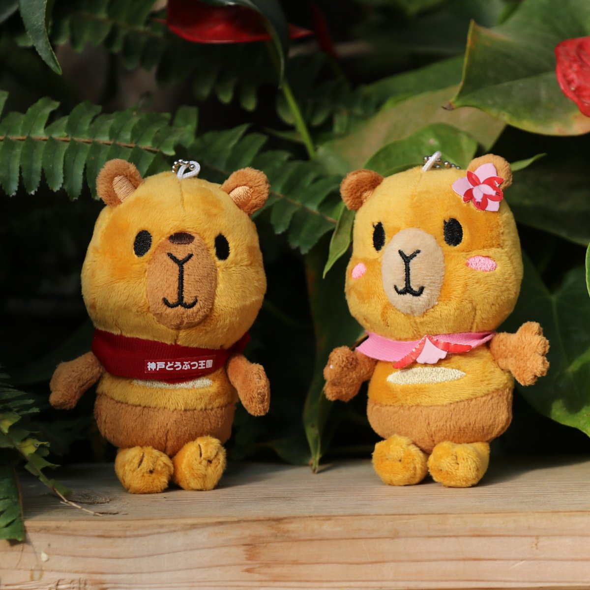 kobe_netshop's tweet image. 『カピィ&バーバラ マスコットセット』をご紹介します❗
神戸どうぶつ王国のマスコットキャラクターであり、当店の名前の由来でもある「カピィ&バーバラ」のマスコットセット!
カバンにつけて一緒にお出かけしたり、デスクに飾っても可愛いです❤
サイズ:高さ13×幅9㎝
kobe-oukoku-raku-uru.com/item-detail/18…