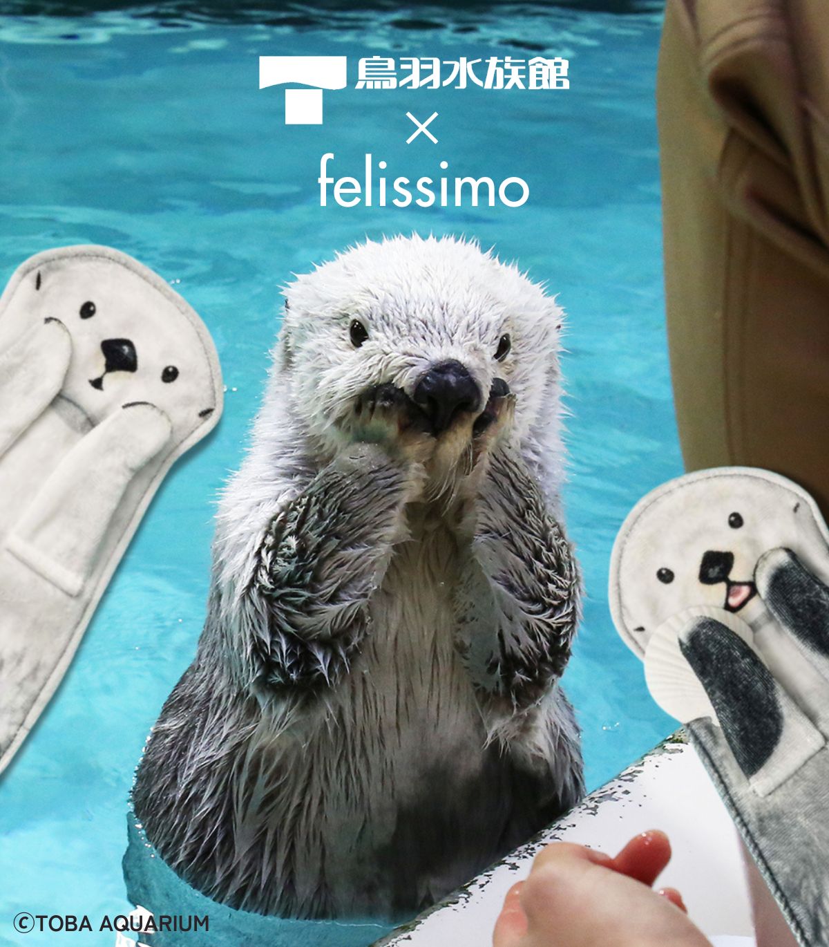 鳥羽水族館⭐️⭐️ポスター⭐️ラッコ⭐️メイ⭐️キラ 鳥羽水族館70周年のポスターのメイちゃんキラちゃんが