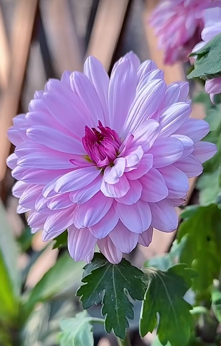 Azhar (@syedazhar30) on Twitter photo Good morning my dear friends 💜
<a href="/sitaravirgo/">$ÎTÂRÂ_$TAR💫🌟</a> <a href="/PatriotAhmed/">S S A</a> <a href="/shahista210/">shahista210❤️✍️❤️🚕</a> <a href="/shahwartaj07/">SHAHWAR 🍃🌺🍃</a> <a href="/julyqueen650/">julyqueen</a> <a href="/fahimabbas81/">Leo 🌟</a> @hadi786_ <a href="/I_Lov3_Pakistan/">M. Asif Rana 🇵🇰</a> <a href="/Javedch77/">Javedchaudhary</a> <a href="/khuram_sahi/">جاگیردار⚘🌷</a> <a href="/S_Fahim_IQ/">COWBOY🌺S.Fahim Naqvi</a> <a href="/SheraziLHR/">Shahzaib Sherazi</a> <a href="/mk4057/">M/K Baloch</a> Good morning my dear friends 💜
<a href="/sitaravirgo/">$ÎTÂRÂ_$TAR💫🌟</a> <a href="/PatriotAhmed/">S S A</a> <a href="/shahista210/">shahista210❤️✍️❤️🚕</a> <a href="/shahwartaj07/">SHAHWAR 🍃🌺🍃</a> <a href="/julyqueen650/">julyqueen</a> <a href="/fahimabbas81/">Leo 🌟</a> @hadi786_ <a href="/I_Lov3_Pakistan/">M. Asif Rana 🇵🇰</a> <a href="/Javedch77/">Javedchaudhary</a> <a href="/khuram_sahi/">جاگیردار⚘🌷</a> <a href="/S_Fahim_IQ/">COWBOY🌺S.Fahim Naqvi</a> <a href="/SheraziLHR/">Shahzaib Sherazi</a> <a href="/mk4057/">M/K Baloch</a>