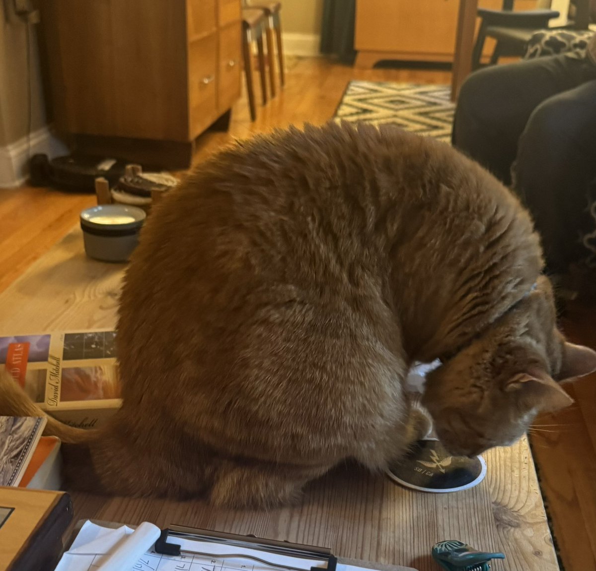 JChavezMpls's tweet image. I had incredible conversations on the doors in Corcoran today! Residents talked about the rising cost of living, housing, solutions to homelessness, and how the city can protect our trans and immigrant neighbors.
I also met new friends in Corcoran 🐈 ❤️