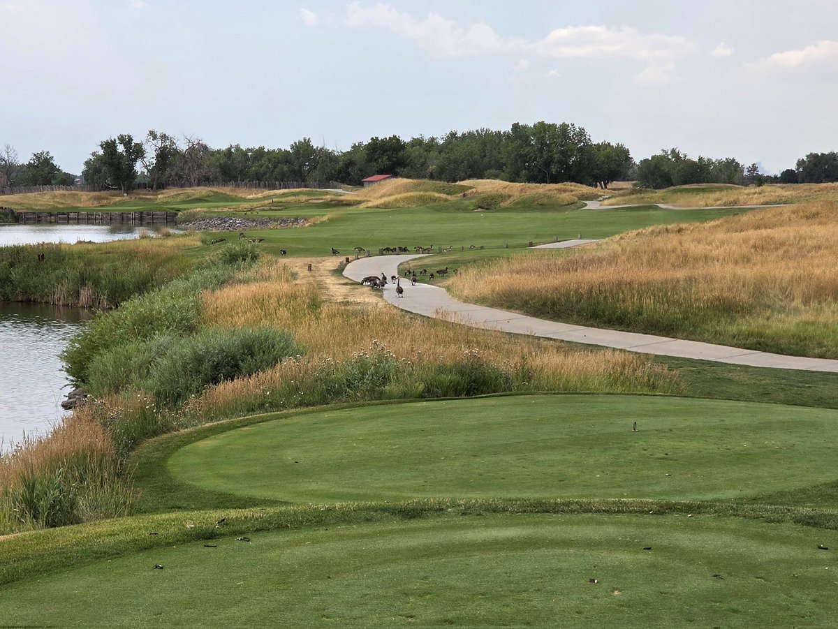 OrsonRosas's tweet image. Riverdale Dunes, Brighton, CO (Perry and Pete Dye)
20-25 minutes from Denver Airport, this course is a great option for anyone passing through. At $68 to ride on a weekday, it's serious value for what it offers.