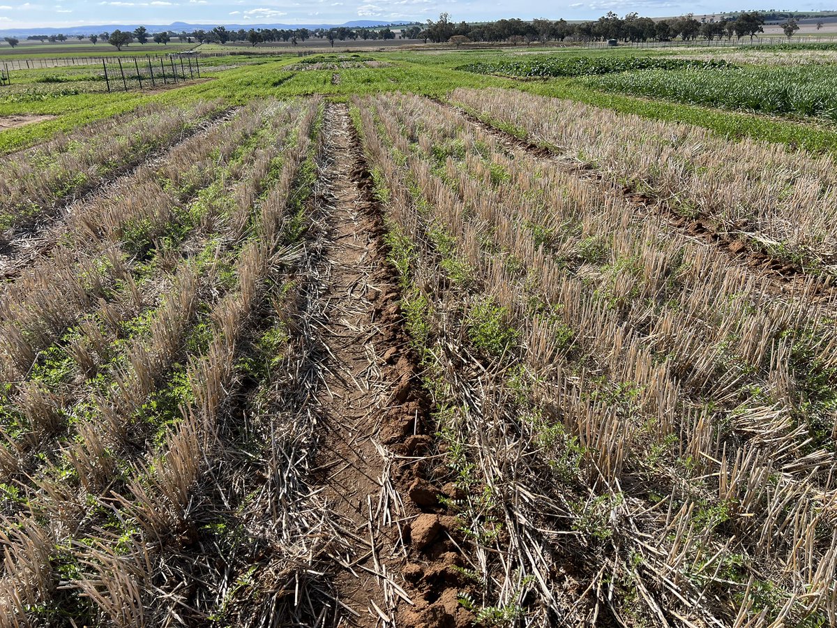 Always good to get out of your patch and see what others are doing thanks to <a href="/tony_swan64/">Tony Swan</a>  for showing me around BARS and Iandra. And to my kids for allowing me a leave pass whilst on holidays. <a href="/CSIRO/">CSIRO</a> <a href="/MsfMallee/">Mallee Sustainable Farming</a>