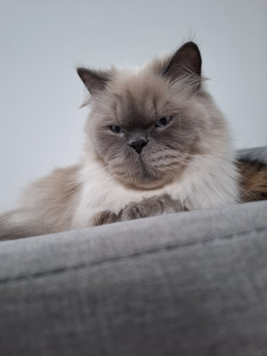 supepeng tweet media