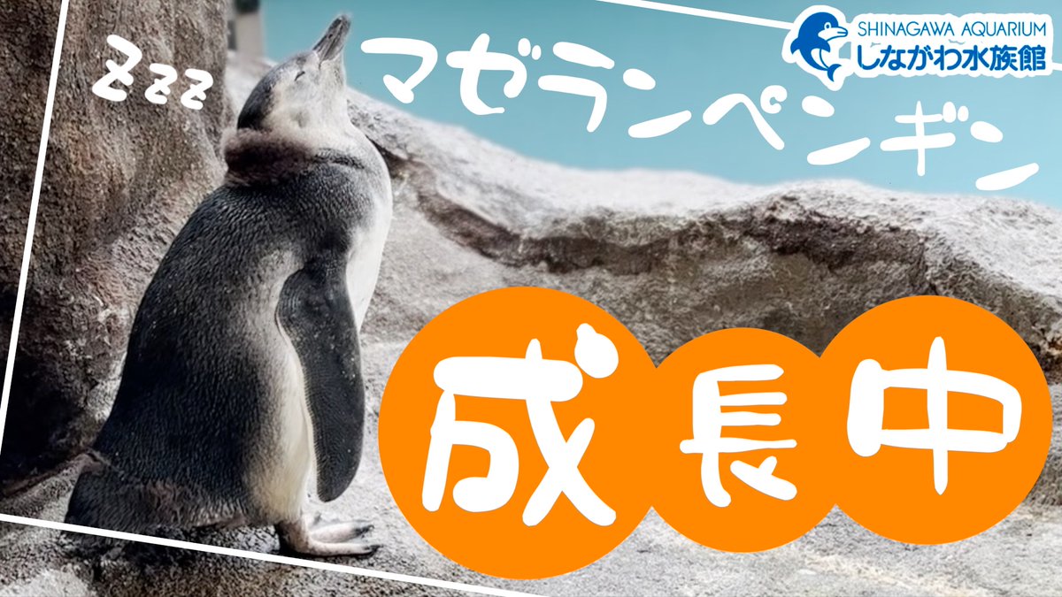 Shinagawa_Aqua's tweet image. \本日19:00よりプレミア公開/
マゼランペンギン爆誕動画後編をプレミア公開します✨
ぜひリアルタイムでご視聴ください🐧
youtu.be/p-oXJFoThSw?si…