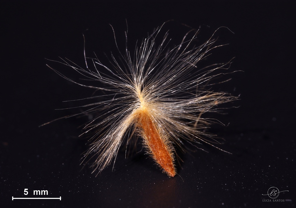 🌱 Atlas de semillas de las plantas silvestres de la provincia de Salamanca

📷 Lucía Santos Diego, alumna de la Facultad de Biología

100 imágenes macro originales de semillas junto a su identificación y descripción

Atlas completo ⬇️ bibbiologia.usal.es/imagenes/index…