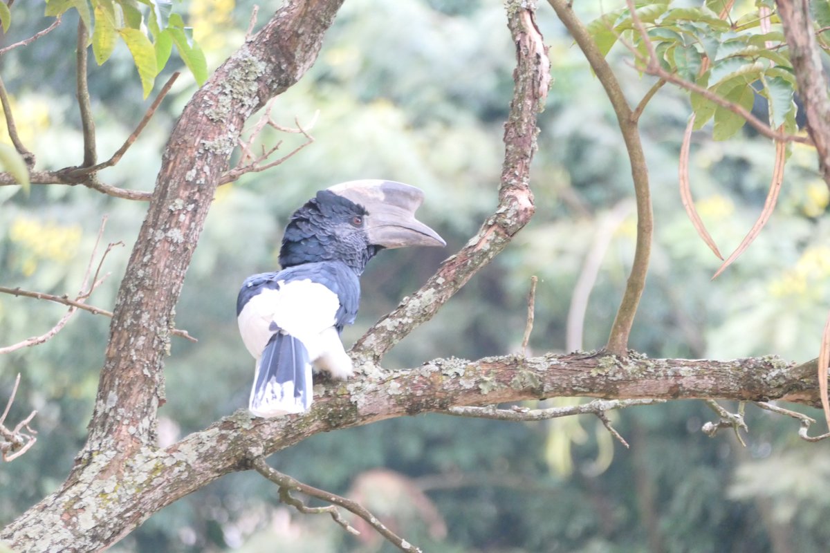 UCU_EngEnvt's tweet image. Ongoing biodiversity monitoring at UCU shows a steady return of key species, with a notable sighting of the Hornbill bird —an annual visitor between June &amp;amp; August. Its presence highlights the ecological value of our green spaces &amp;amp; the need for continued conservation efforts.