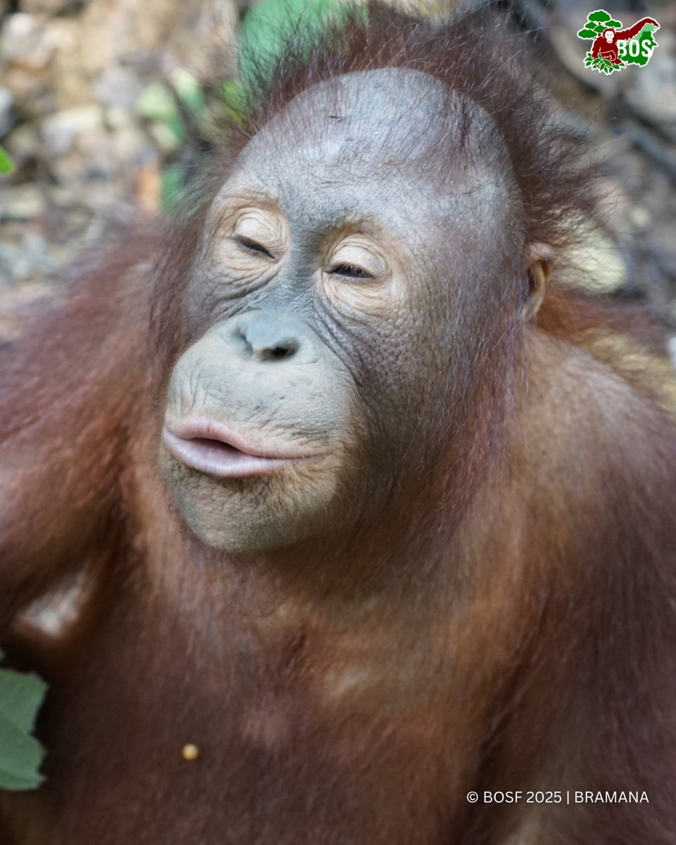 #POTW 📸 Captured by Bramana

Otan's face definitely tells us that she's enjoying her inner peace!🦧

#SaveOrangutans