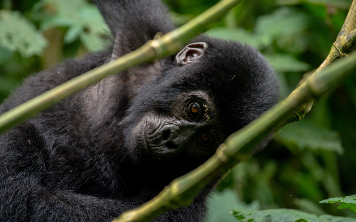 nyanasafaris's tweet image. Bwindi Impenetrable National Park
Gorilla tracking at its best – meet the gentle giants face to face.
A once-in-a-lifetime experience!
📞 Book your Gorilla Trekking Permit: +256 702 674 064
#ExploreUganda