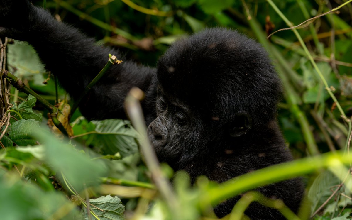 nyanasafaris's tweet image. Bwindi Impenetrable National Park
Gorilla tracking at its best – meet the gentle giants face to face.
A once-in-a-lifetime experience!
📞 Book your Gorilla Trekking Permit: +256 702 674 064
#ExploreUganda
