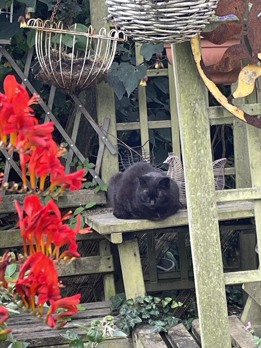 helen21206699's tweet image. Good morning from @rumplethecat in my little #cottage #garden
