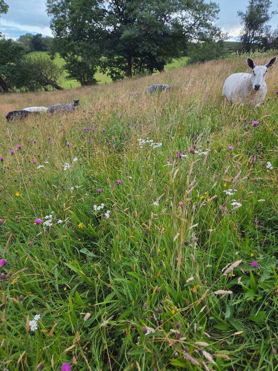 WPSSanctuary's tweet photo. Good old fashioned natural grazing, full of herbs and wild flowers. The sheep are loving it and thriving on it ☘️🌱🌸🌾🍀

#animalsanctuary #sheep365 #home4life #grazing #grass #wildflowers #herbs #nonprofit #amazonwishlist #animallovers  #adoptasheep 

https://t.co/2mryl593Xf https://t.co/pU5gpGQPjV