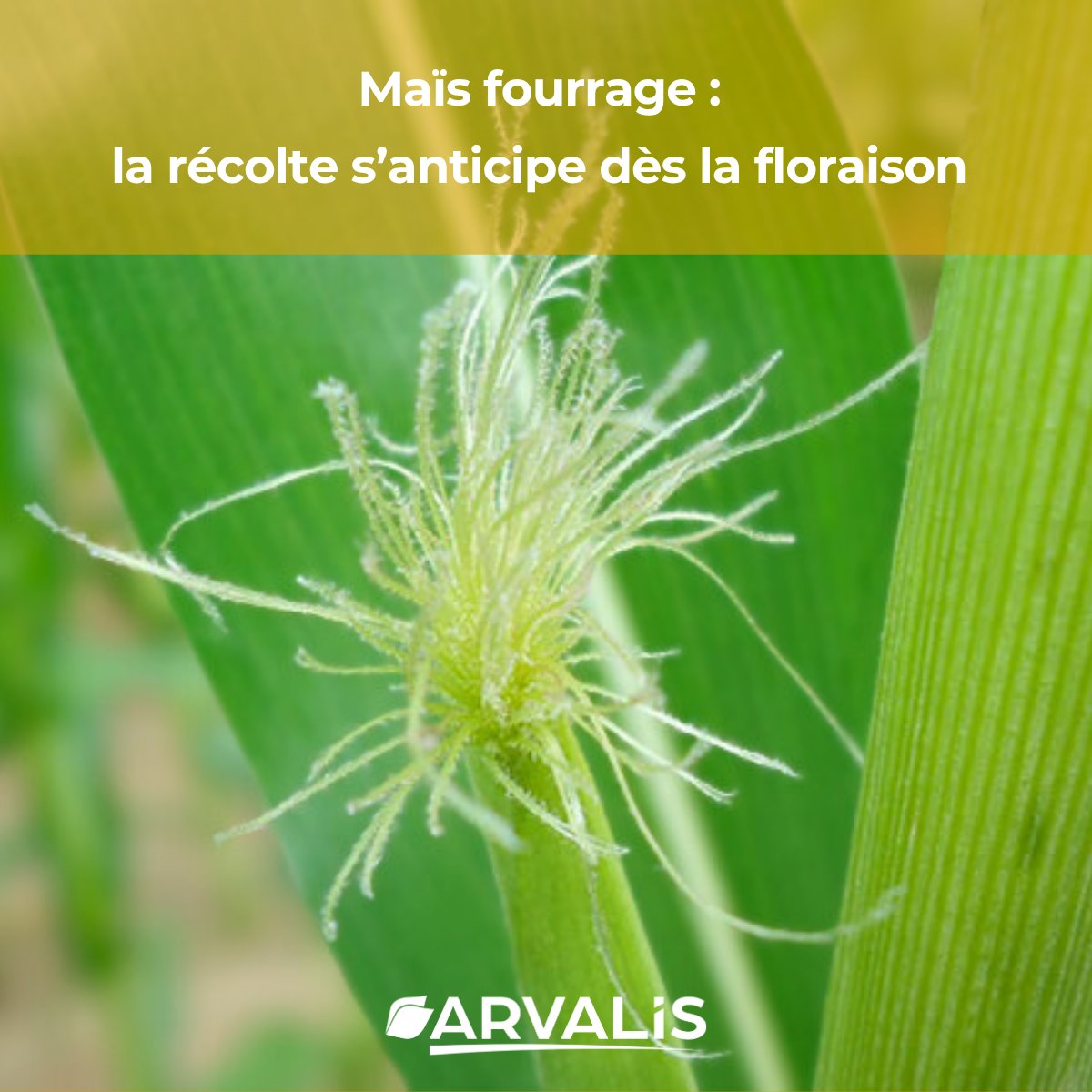 🌽Noter la date de floraison femelle du maïs pour prévoir la date d'ensilage

🤠Une visite dans les parcelles au moment de la floraison permet d’estimer avec + de précision ce stade important dans le cycle du maïs pour mieux anticiper la date de récolte

👉arvalis.fr/infos-techniqu…
