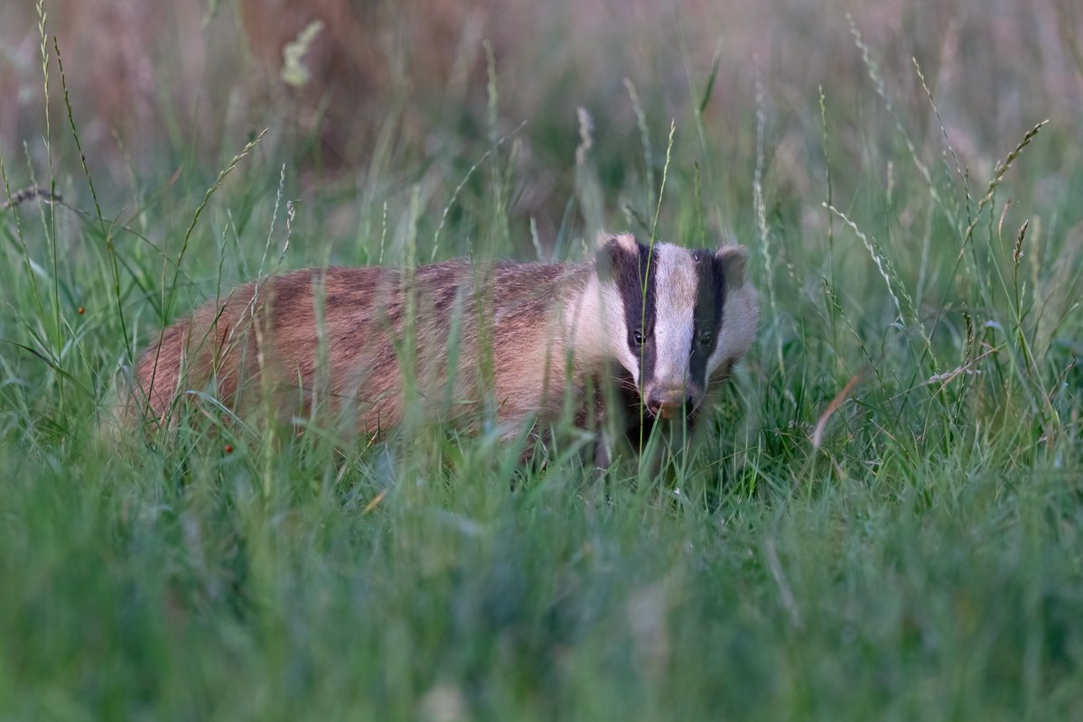 JogchumV's tweet image. Pas wakker worden na zonsondergang en dan wat rondhobbelen en zo&apos;n beetje alles eten wat je tegenkomt. Dassen zijn mijn spirit animal 😌