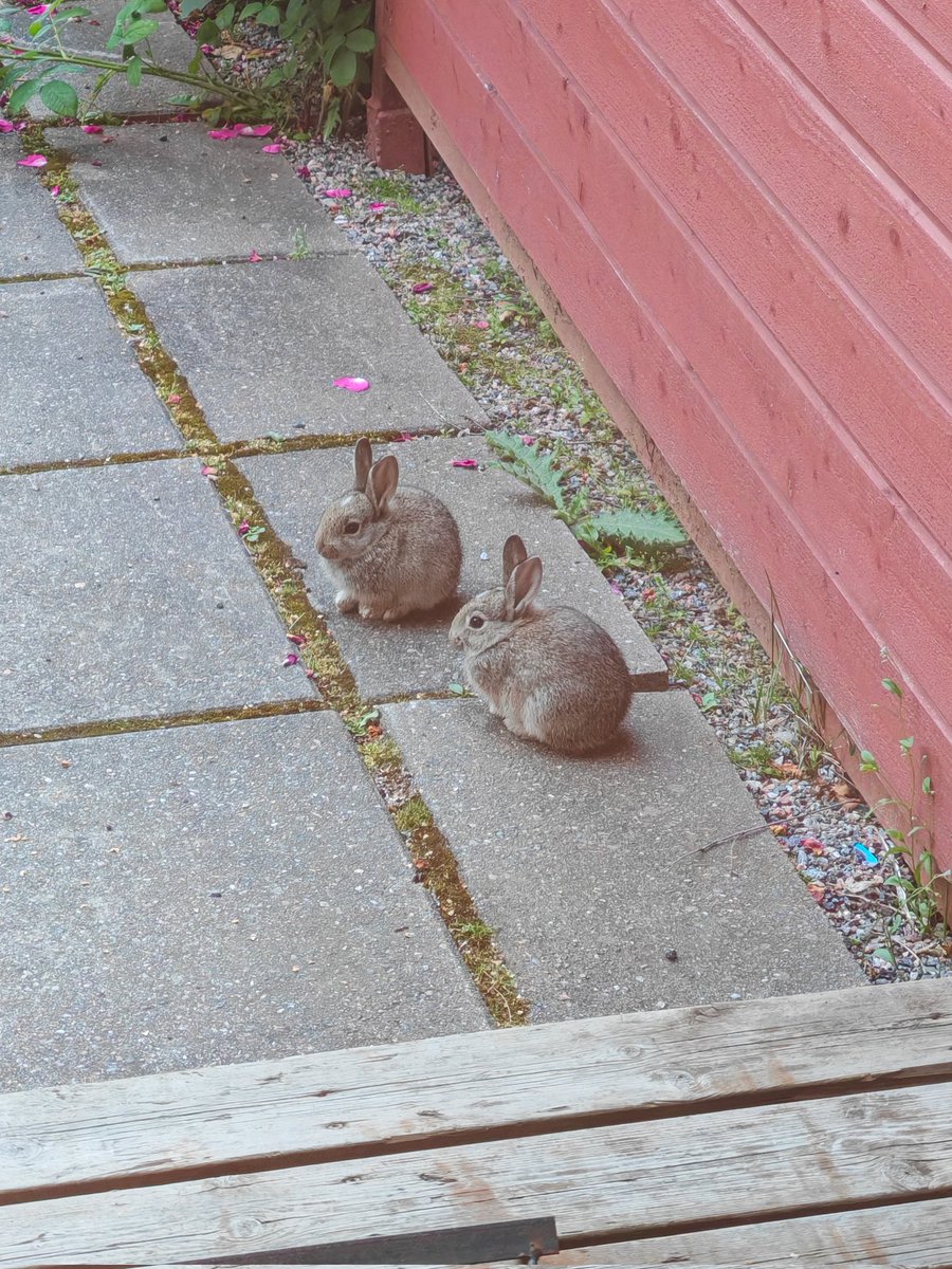 En meinannu päästä aamulla kotoa, kun en halunnu häiritä näitä 😍